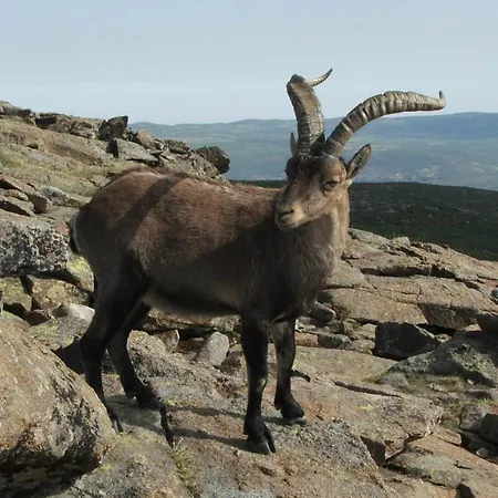 Lägenhet La Nava De Gredos Acogedor Piso Con Vistas *