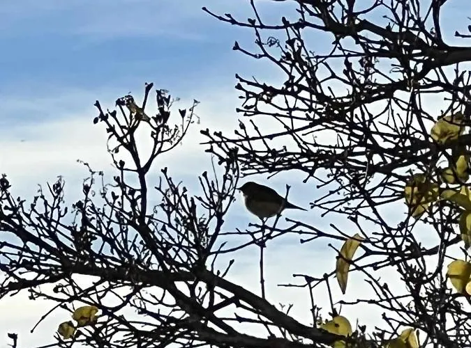 La Nava De Gredos Acogedor Piso Con Vistas Διαμέρισμα Navarredonda de Gredos